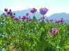 Opium in Sainj, Kullu Valley of Himachal Pradesh 